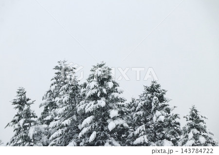 針葉樹に降り積もった雪 針葉樹に降り積もった雪 143784722