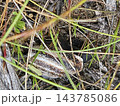 Side Profile of Crawling Banded Snail in Dry Grass 143785086