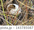 Pale Empty Snail Shell Among Tangled Dry Grass 143785087