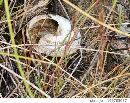 Pale Empty Snail Shell Among Tangled Dry Grass Pale Empty Snail Shell Among Tangled Dry Grass 143785087