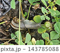Dark Land Snail Crawling Beneath Small Green Leaves 143785088