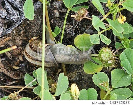 Dark Land Snail Crawling Beneath Small Green Leaves 143785088