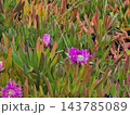 Pink Ice Plant Flowers and Coastal Succulent Vegetation 143785089