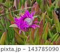 Spiral Snail Shell Resting on Bright Pink Succulent Flower 143785090