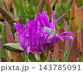 Patterned Snail Shell Among Magenta Flower Petals 143785091
