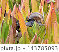 Brown Land Snail Crawling Over Green Succulent Leaves 143785093