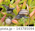 Two Spiral Snail Shells Among Colorful Coastal Plants 143785094