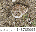 Weathered Spiral Land Snail Shell on Dry Sand 143785095