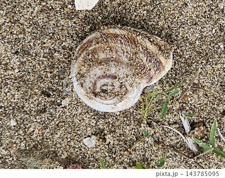 Weathered Spiral Land Snail Shell on Dry Sand Weathered Spiral Land Snail Shell on Dry Sand 143785095