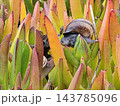 Close Side View of Banded Snail on Succulent Plant 143785096