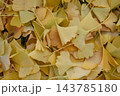 黄色いイチョウの葉 黄色いイチョウの葉 143785180