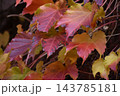 紅葉 紅葉 143785181