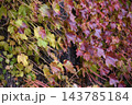 カラフル紅葉 カラフル紅葉 143785184