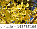 黄色いイチョウの葉 黄色いイチョウの葉 143785196