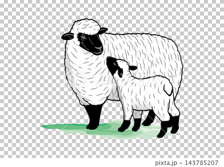 Parent and child of sheep Parent and child of sheep 143785207