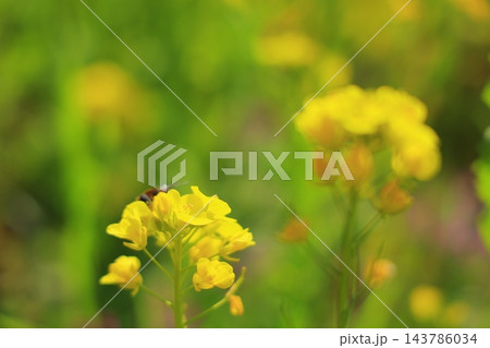 春の光を浴びる菜の花 春の光を浴びる菜の花 143786034