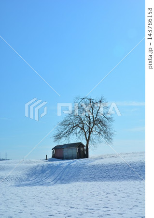越後雪峠冬景色 越後雪峠冬景色 143786158