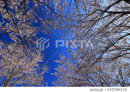 満開の桜と青い空 満開の桜と青い空 143786219