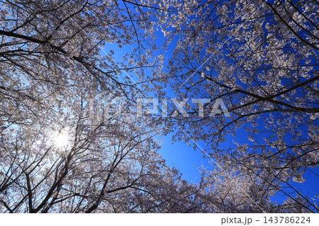 満開の桜と青い空 満開の桜と青い空 143786224
