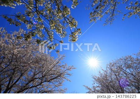満開の桜と青い空 満開の桜と青い空 143786225