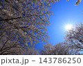 満開の桜と青い空 143786250