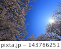 満開の桜と青い空 143786251