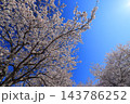 満開の桜と青い空 143786252