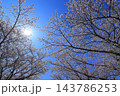満開の桜と青い空 143786253