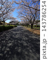 満開の桜と青い空 143786254