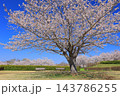 満開の桜と青い空 143786255