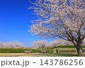 満開の桜と青い空 143786256