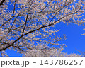 満開の桜と青い空 143786257