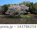 満開の桜と青い空 143786258
