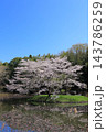 満開の桜と青い空 143786259