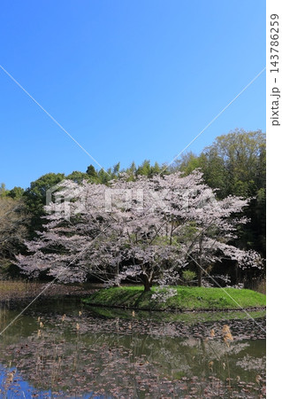 満開の桜と青い空 満開の桜と青い空 143786259