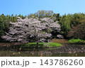 満開の桜と青い空 143786260