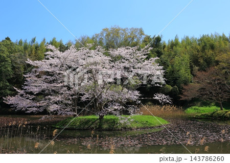 満開の桜と青い空 満開の桜と青い空 143786260