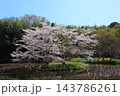 満開の桜と青い空 143786261