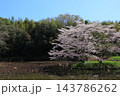 満開の桜と青い空 143786262