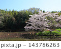 満開の桜と青い空 143786263