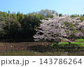 満開の桜と青い空 143786264