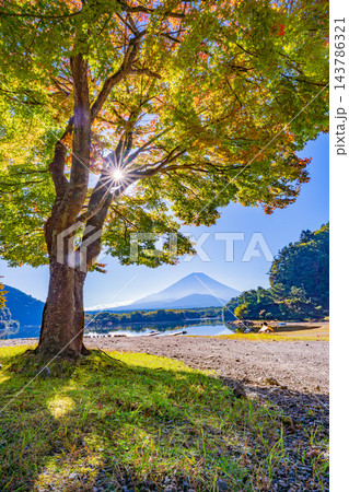 【山梨県】紅葉が始まった精進湖畔のモミジと富士山 【山梨県】紅葉が始まった精進湖畔のモミジと富士山 143786321