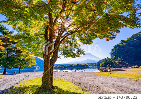 【山梨県】紅葉が始まった精進湖畔のモミジと富士山 【山梨県】紅葉が始まった精進湖畔のモミジと富士山 143786322