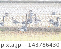 ヒシクイ ヒシクイ 143786430
