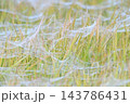 蜘蛛の巣 蜘蛛の巣 143786431