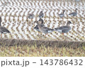 ヒシクイ ヒシクイ 143786432