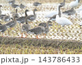 ヒシクイ ヒシクイ 143786433