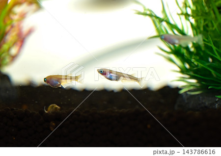 白い背景と鮮やかな緑の水草が広がる水槽内を泳ぐ三匹のメダカと黒い底砂を写した小型淡水観賞魚の近景写真 白い背景と鮮やかな緑の水草が広がる水槽内を泳ぐ三匹のメダカと黒い底砂を写した小型淡水観賞魚の近景写真 143786616