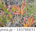 Colorful Coastal Carpobrotus Succulents Among Dry Grass 143786631
