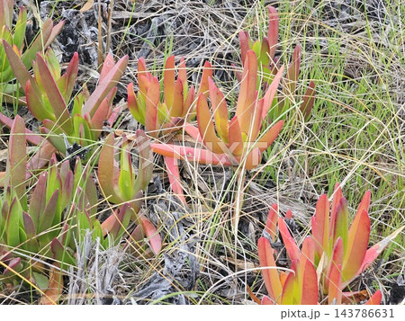 Colorful Coastal Carpobrotus Succulents Among Dry Grass Colorful Coastal Carpobrotus Succulents Among Dry Grass 143786631